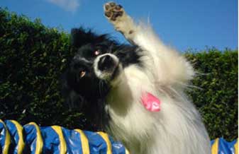 LC Dog Training - Foto 1