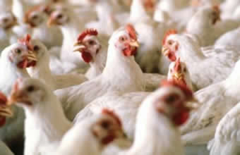 Avícola Moy - Foto 1