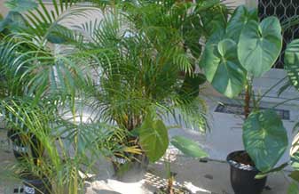 Orquidarium Plantas e Flores - Foto 1