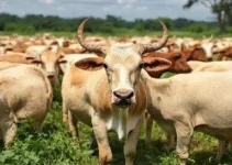 pecuária sustentável