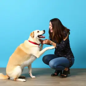 rotina verbal com cães